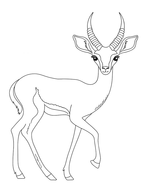 Gazelle Ausmalbild