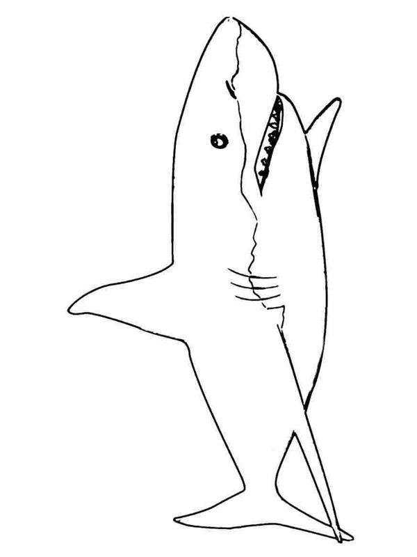 Hai Ausmalbild Hai Ausmalbild