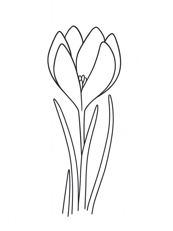 Krokusse Ausmalbild Krokusse Ausmalbild
