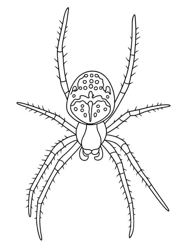 Gartenkreuzspinne Ausmalbild Gartenkreuzspinne Ausmalbild