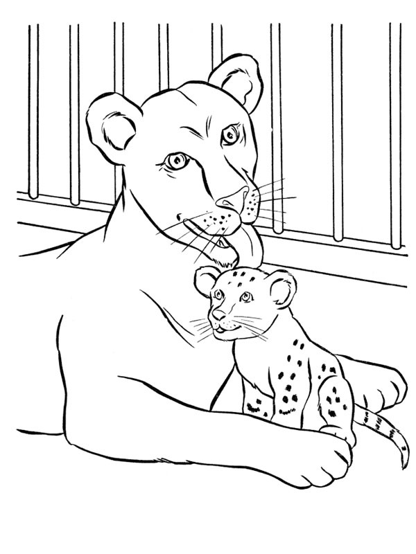 Löwenmutter und ihr Junges Ausmalbild