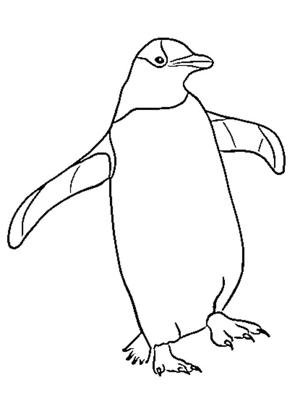 Pinguin Ausmalbild
