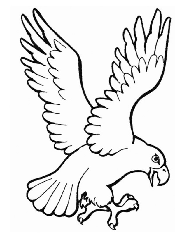Raubvogel Ausmalbild Raubvogel Ausmalbild