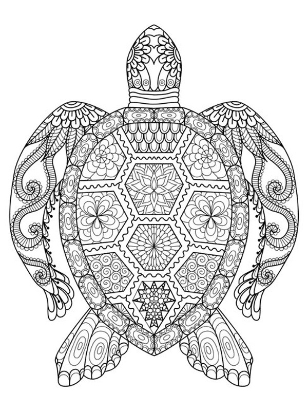 Schildkröte Mandala Ausmalbild