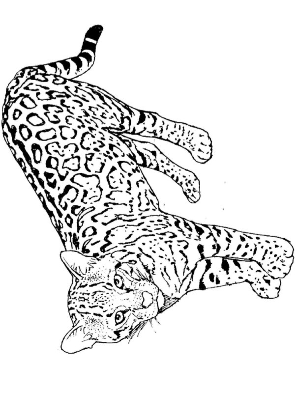 Leopard Ausmalbild