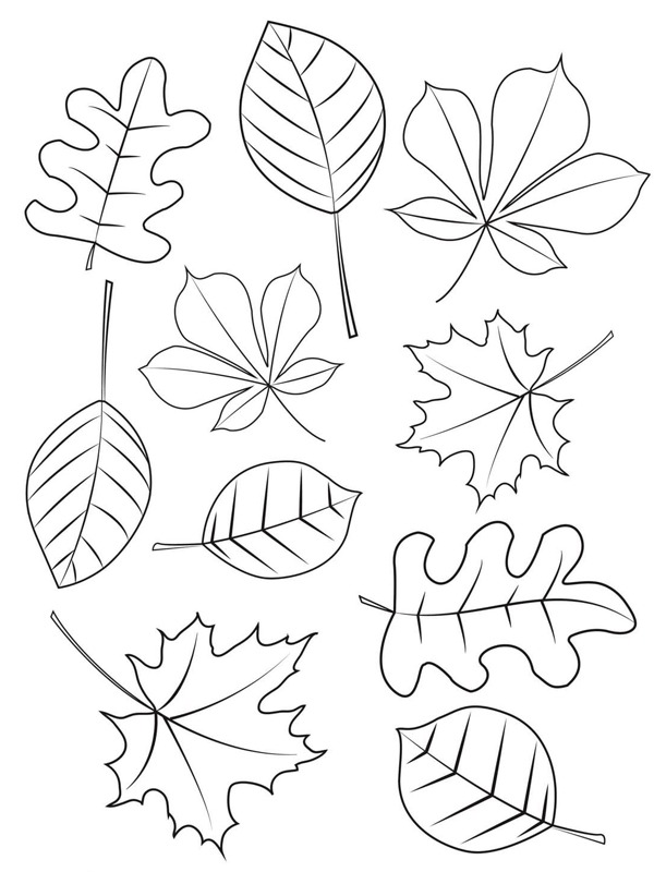 Verschiedene Herbstblätter Ausmalbild