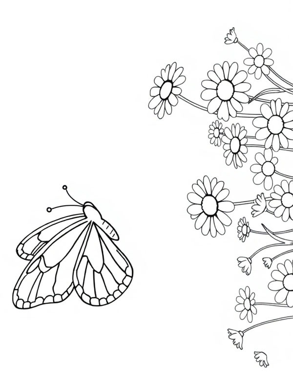 Schmetterling fliegt über Gänseblümchen Ausmalbild Schmetterling fliegt über Gänseblümchen Ausmalbild