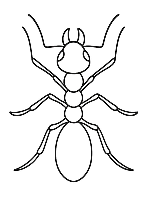 Feuerameise Ausmalbild