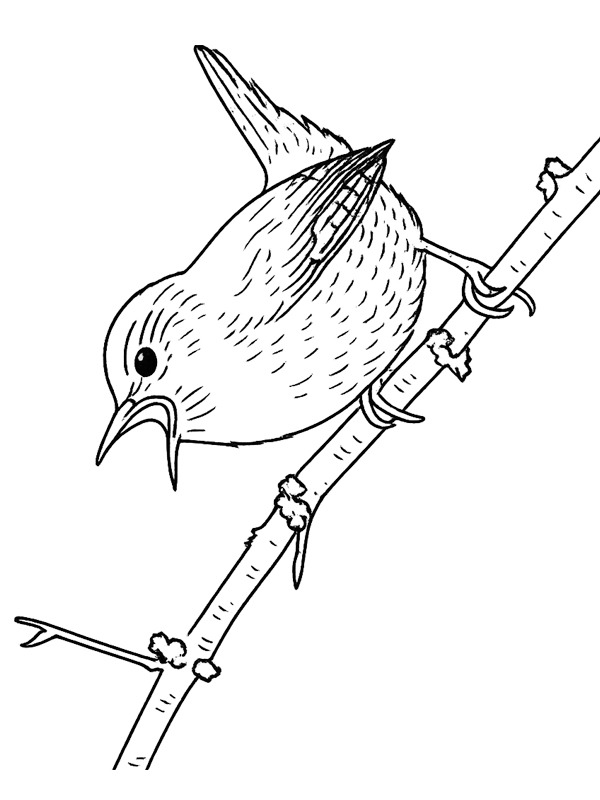 Zaunkönig Ausmalbild Zaunkönig Ausmalbild