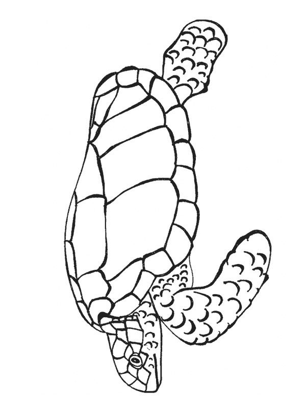 Meeresschildkröte Ausmalbild