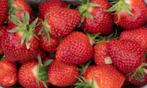 Erdbeeren