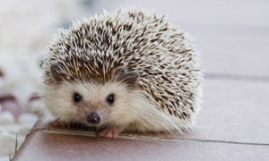 Igel