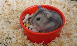 Hamster