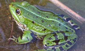 Frosch