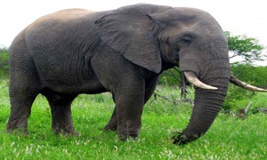 Elefant